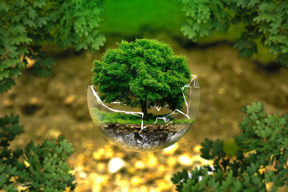 Environment Protection Program by Destitute India NGO
